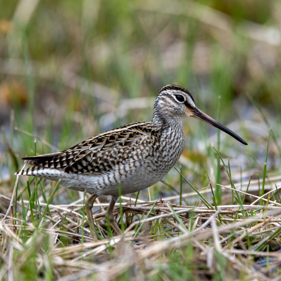 Sandpiper foraging in wetland habitat Sandpiper foraging in wetland habitat
