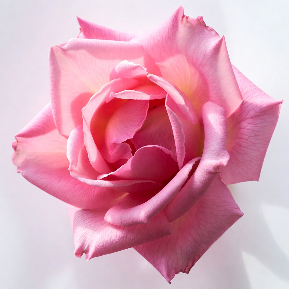 Pink rose in close view on white background Pink rose in close view on white background