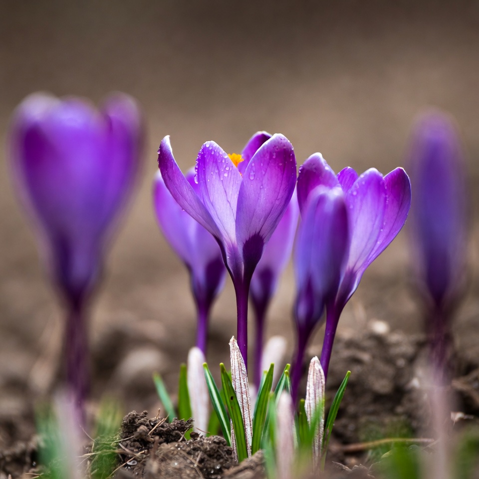 Flowers bloom in spring season Flowers bloom in spring season