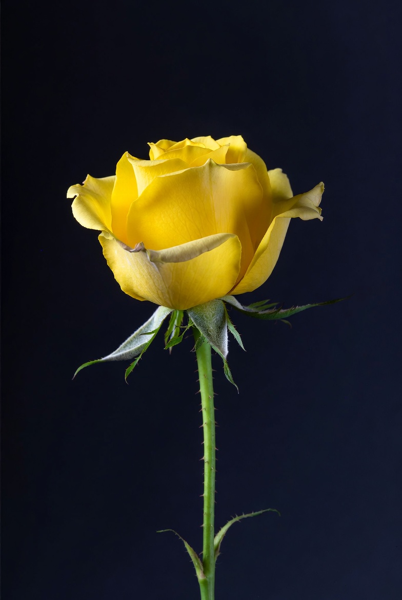 Yellow rose with green stem on dark background Yellow rose with green stem on dark background