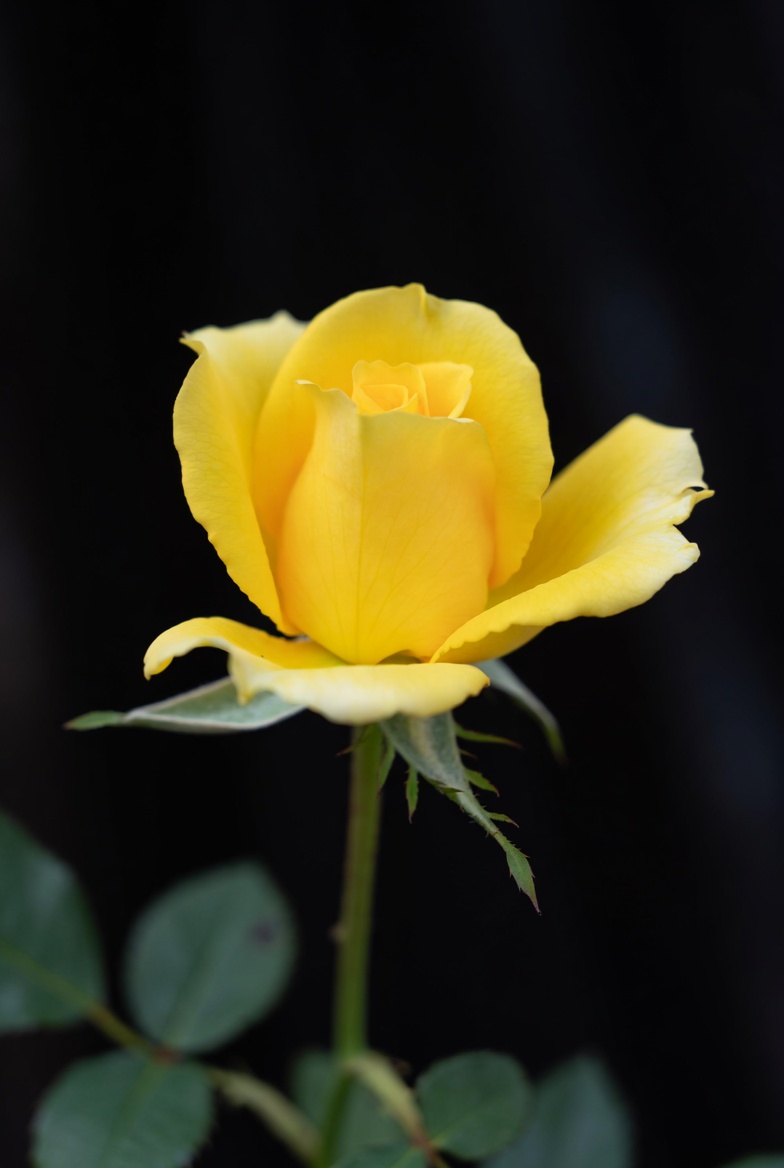 Bright yellow rose with dark background Bright yellow rose with dark background