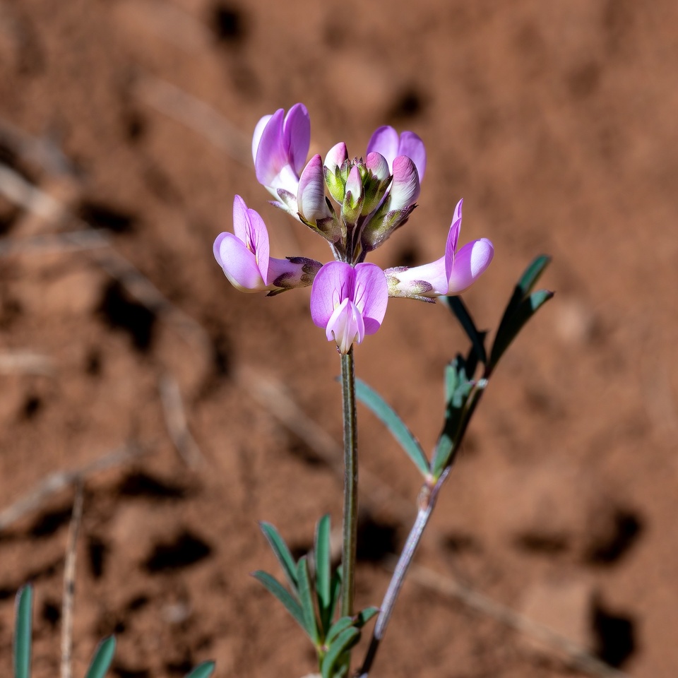 Purple flower blooms on dry ground Purple flower blooms on dry ground