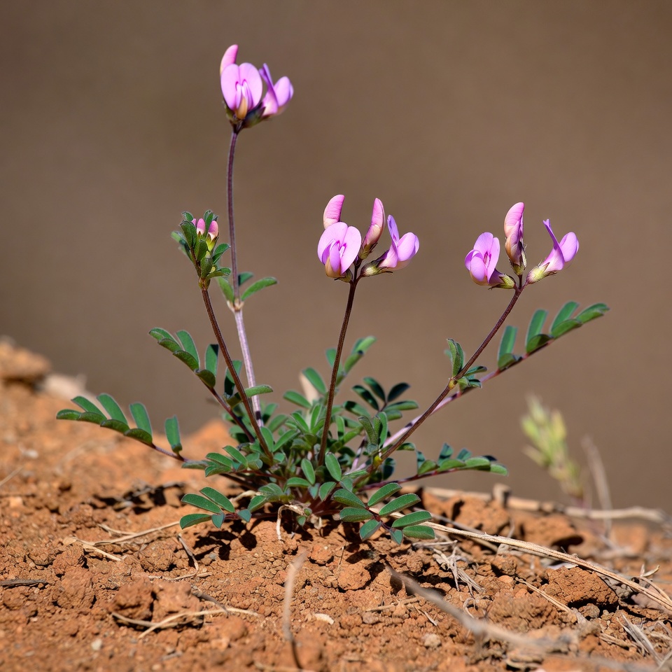 Purple flowers growing on brown soil Purple flowers growing on brown soil