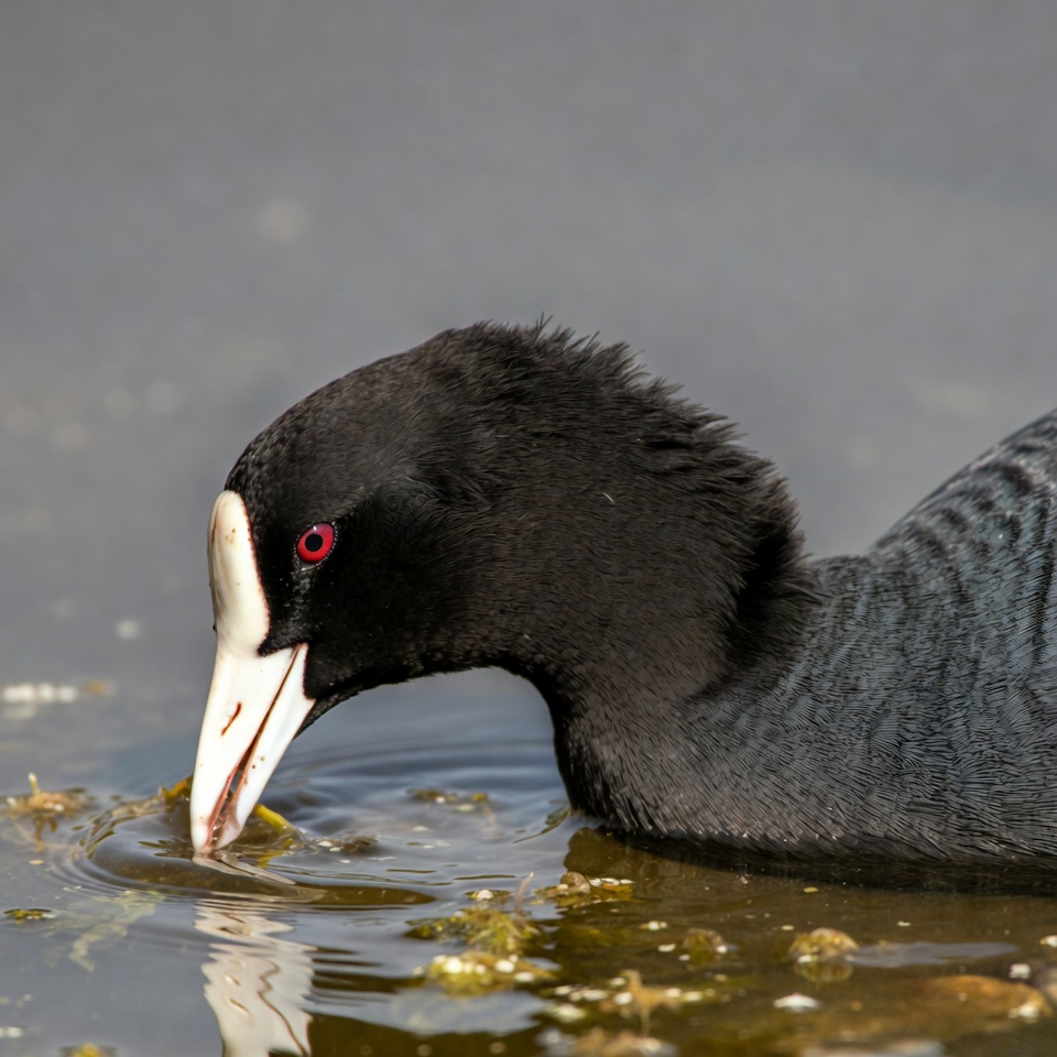 Bird feeding in calm water Bird feeding in calm water