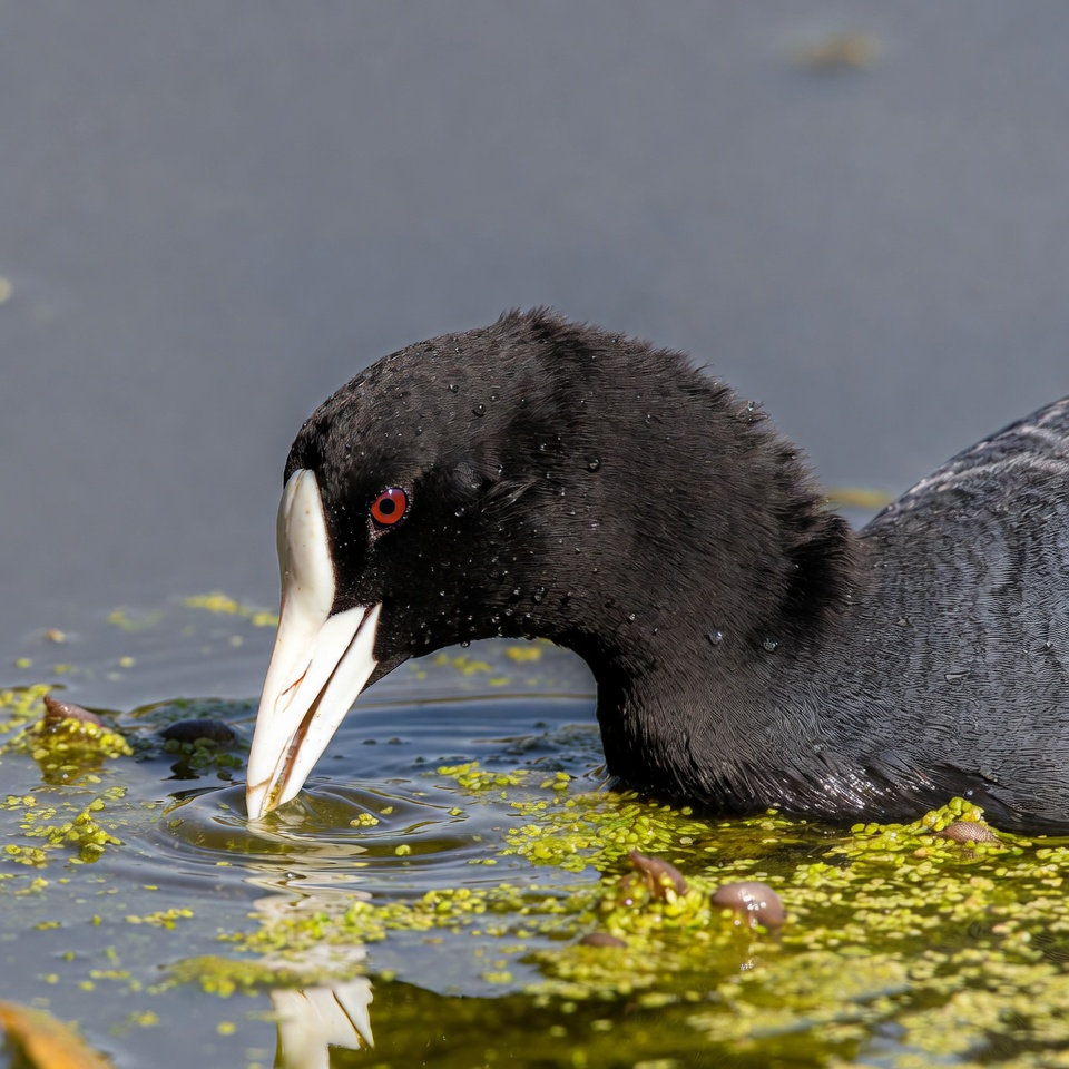 Coot searching for food in water Coot searching for food in water