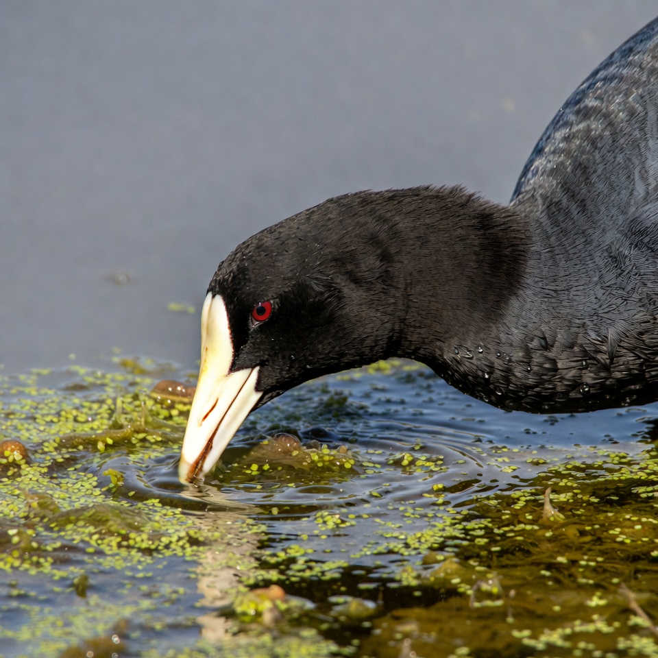 Bird foraging in water at a lake Bird foraging in water at a lake