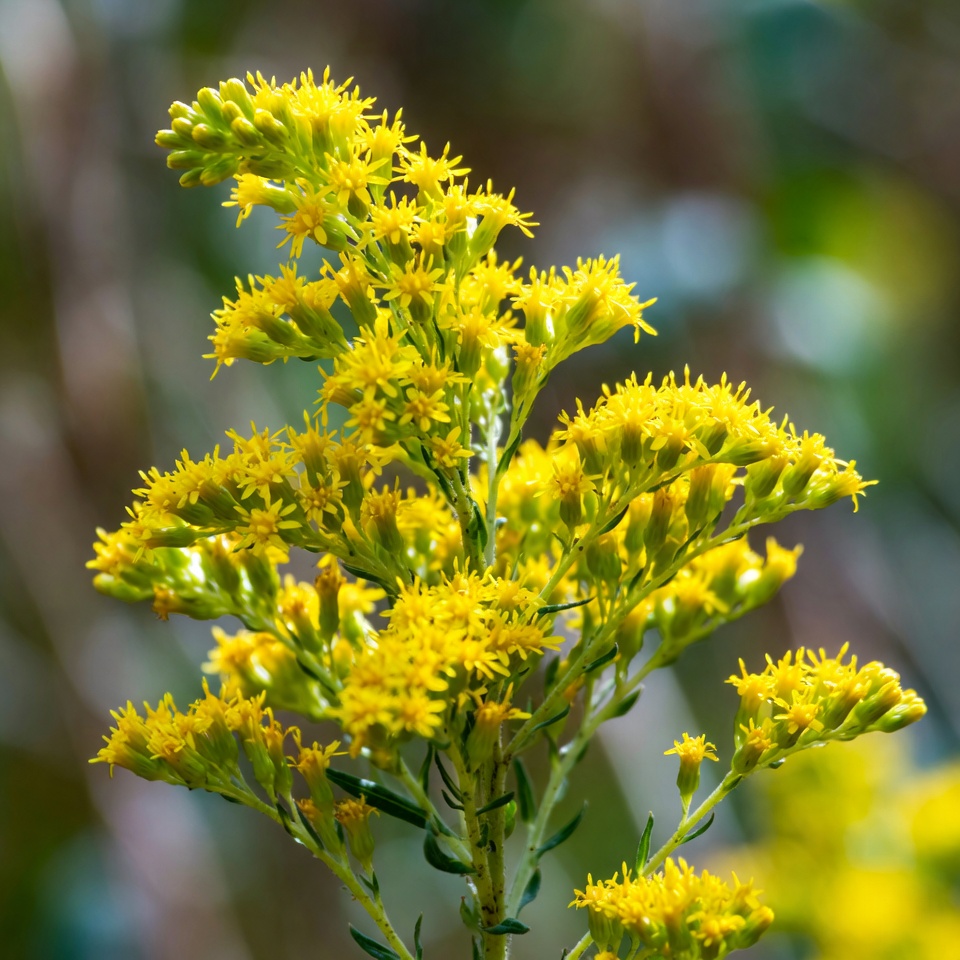 Bright yellow flowers in bloom Bright yellow flowers in bloom