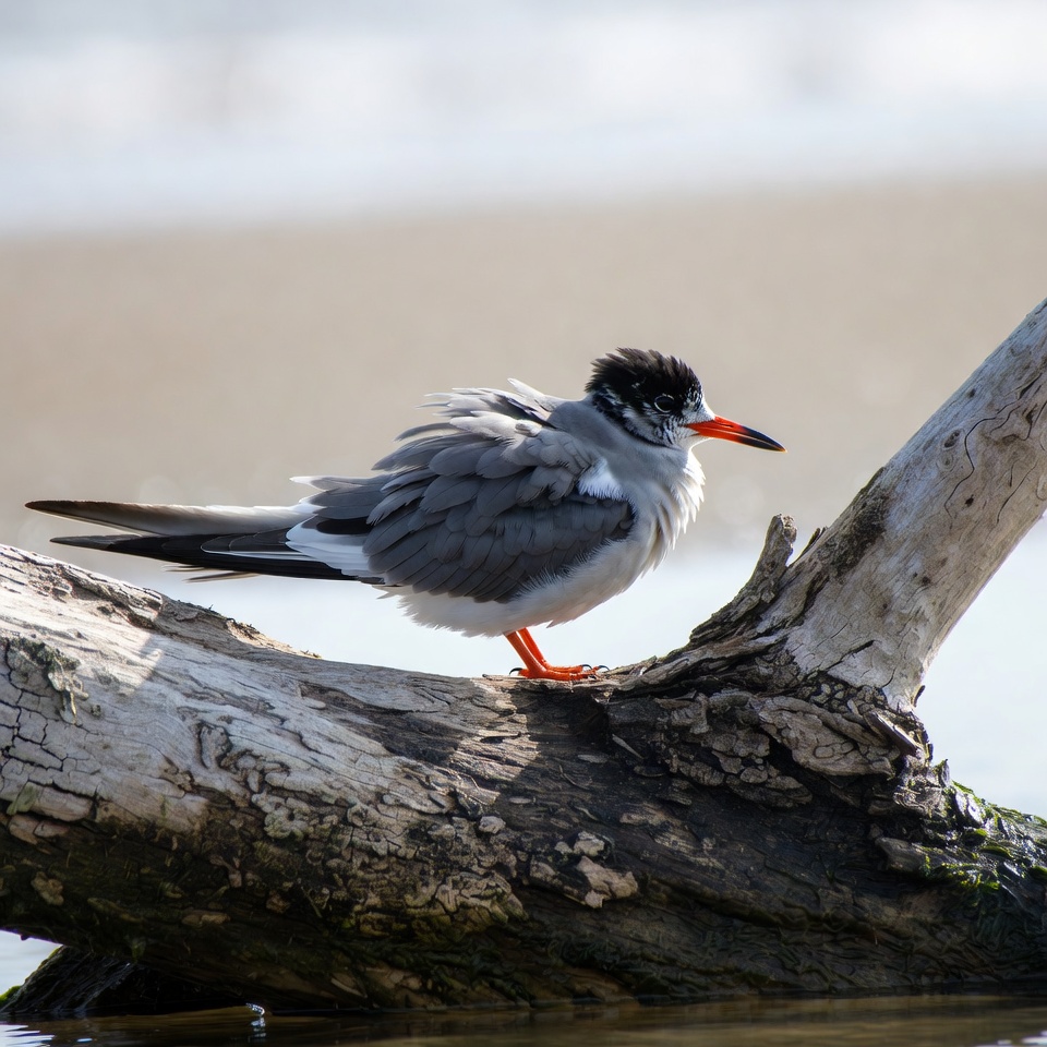 Bird perched on driftwood by water Bird perched on driftwood by water