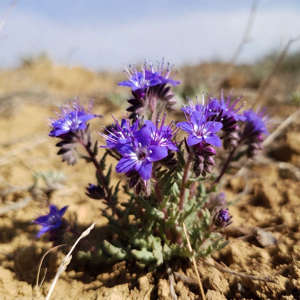 Purple flowers growing in dry soil Purple flowers growing in dry soil