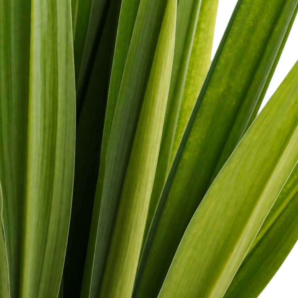 Green plant leaves close up in sunlight Green plant leaves close up in sunlight