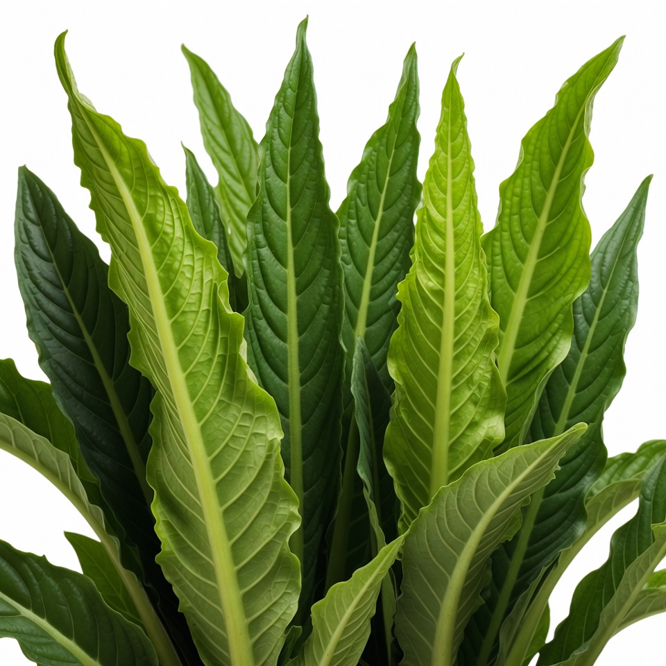 Leaves of a tropical plant in green Leaves of a tropical plant in green