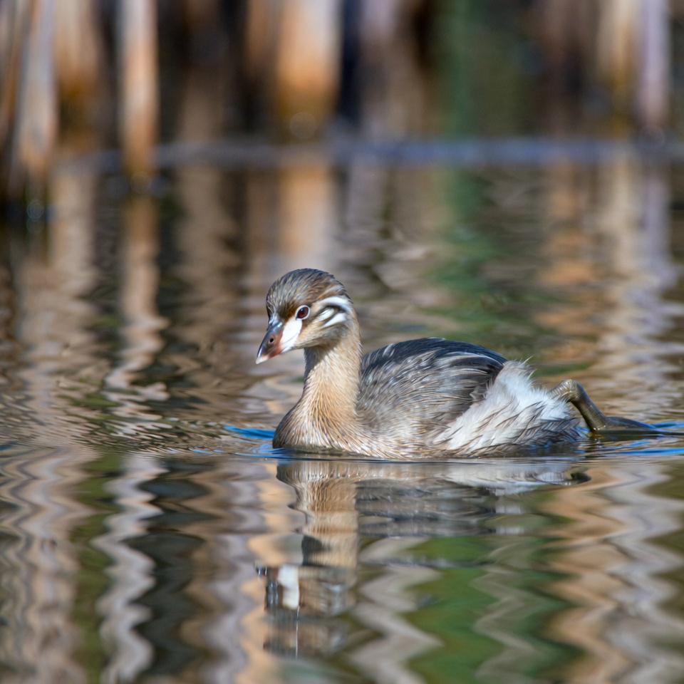Bird swims in calm water during daylight Bird swims in calm water during daylight