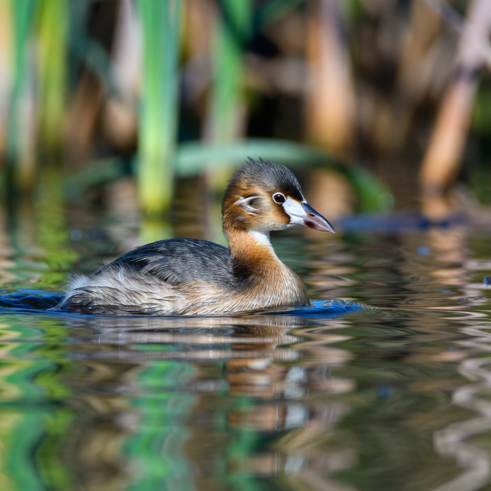 Young water bird swims in calm water Young water bird swims in calm water