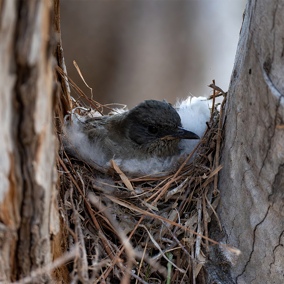 Bird sits in nest on tree branch Bird sits in nest on tree branch