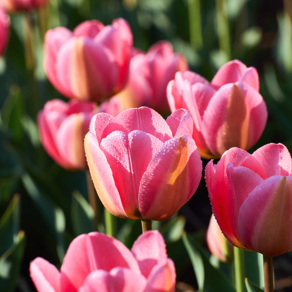 Pink tulips in morning light Pink tulips in morning light