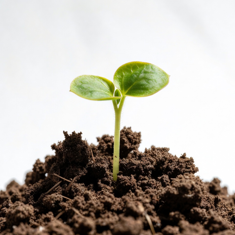 New plant sprouting from soil New plant sprouting from soil