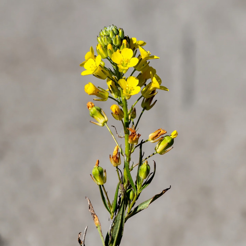 Yellow flowers growing in a field area Yellow flowers growing in a field area