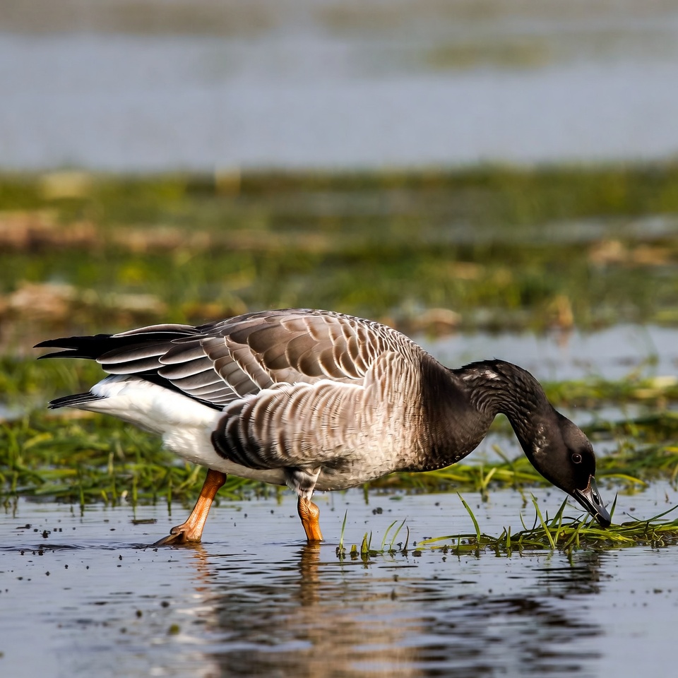 Bird foraging in shallow water Bird foraging in shallow water