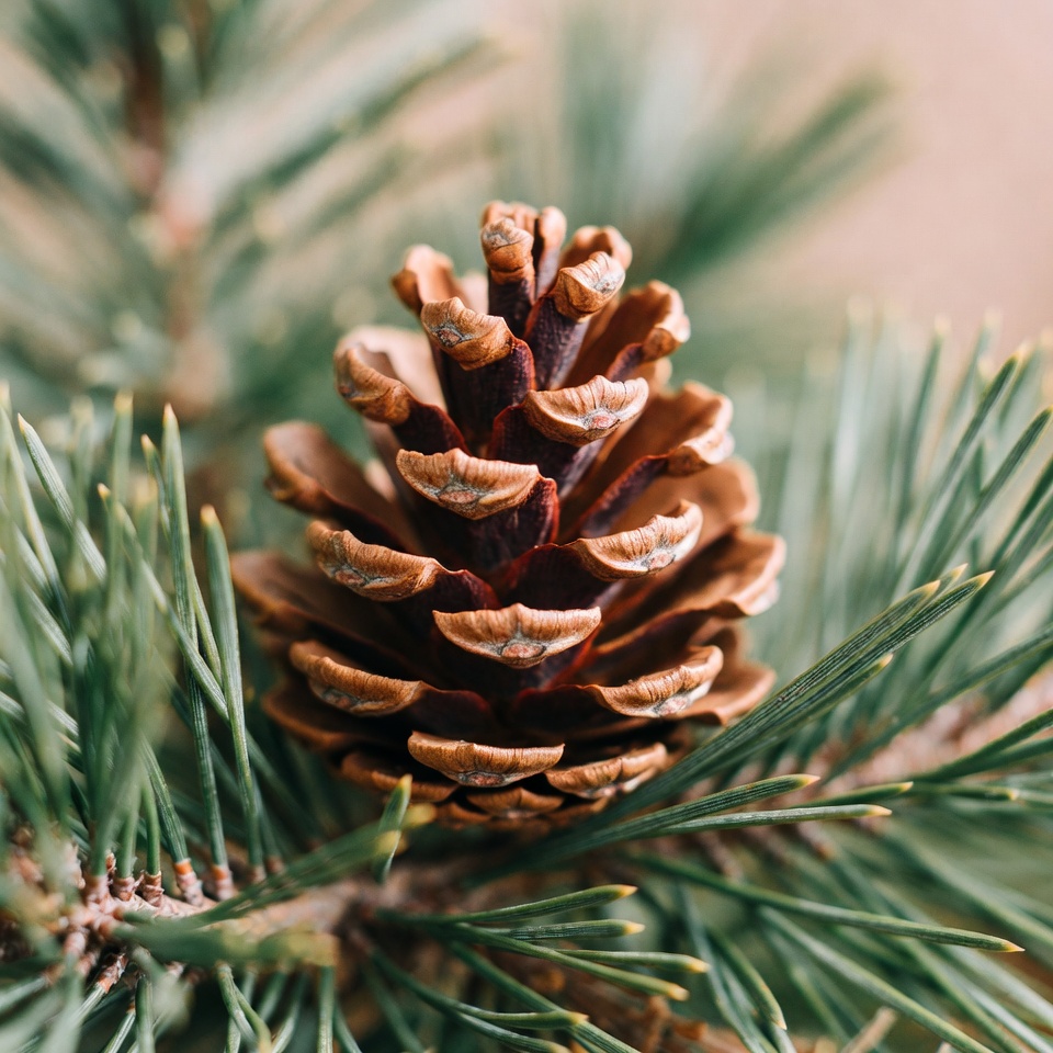 Pine cone on a green branch Pine cone on a green branch