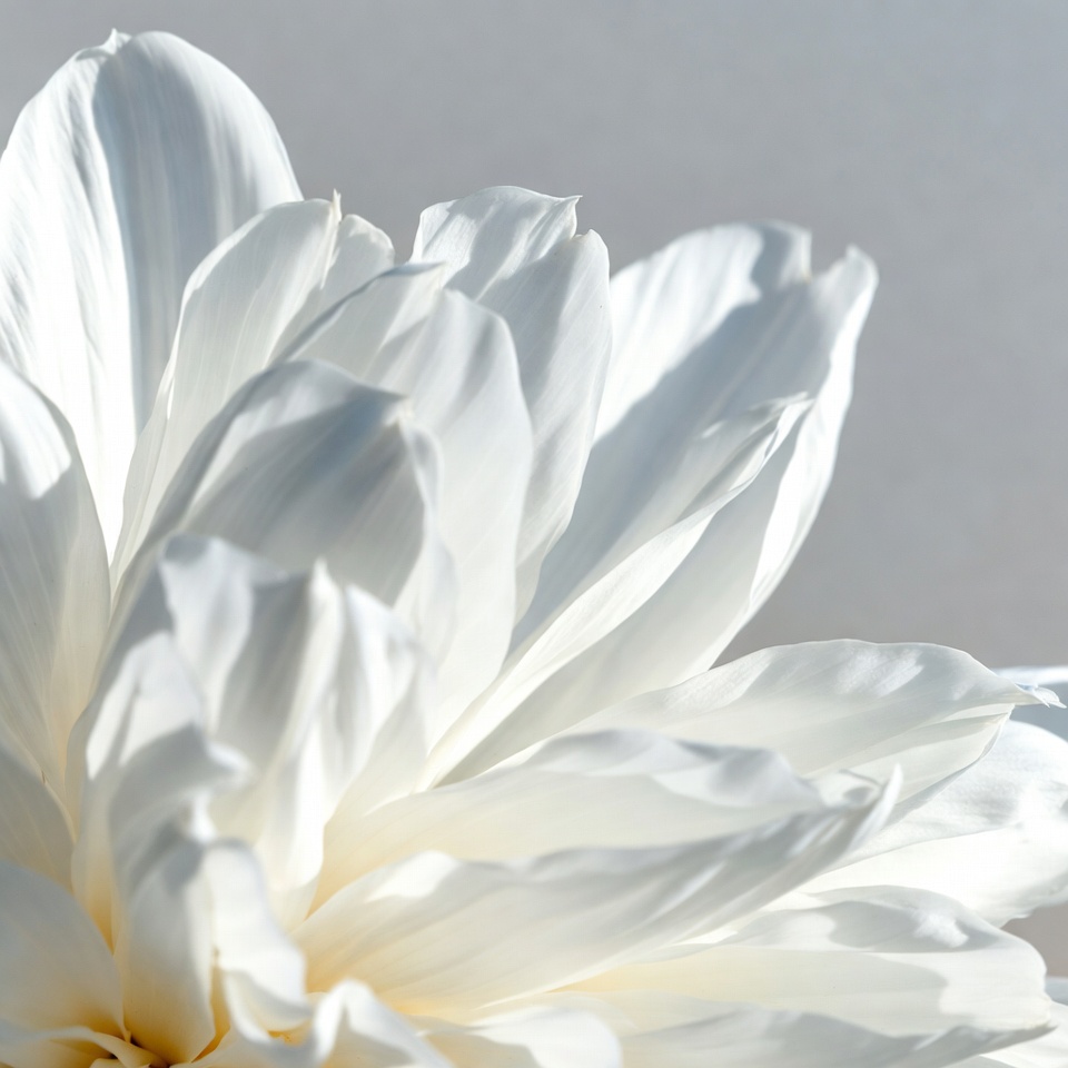 White flower close-up in natural light White flower close-up in natural light