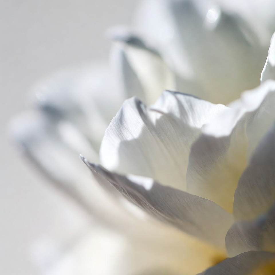 Close view of a white flower petal Close view of a white flower petal
