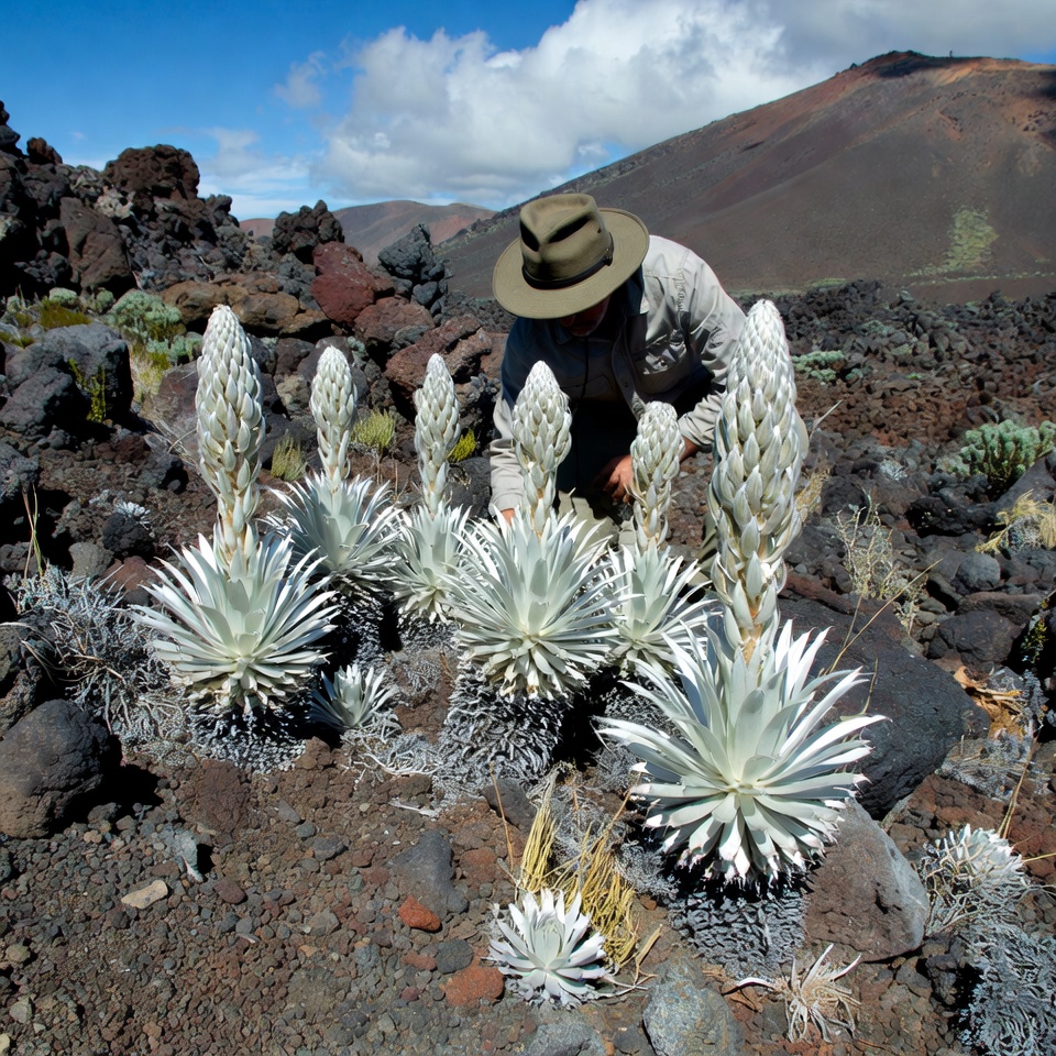 Researcher examines rare plants in hawaii Researcher examines rare plants in hawaii