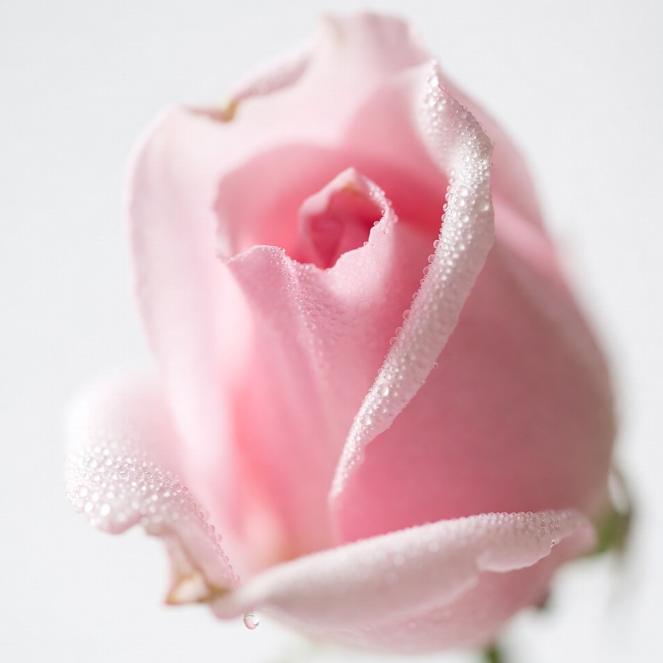 Pink rose with dew droplets close up Pink rose with dew droplets close up