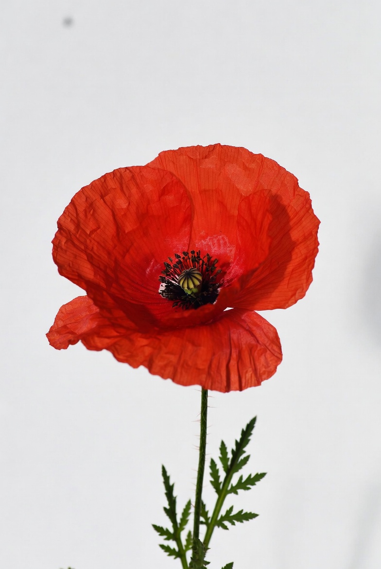 Bright red poppy flower on display Bright red poppy flower on display