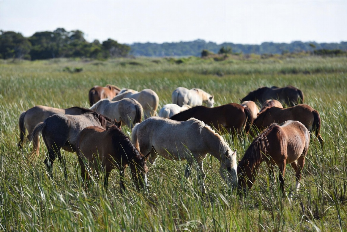 Horses grazing in tall grass Horses grazing in tall grass
