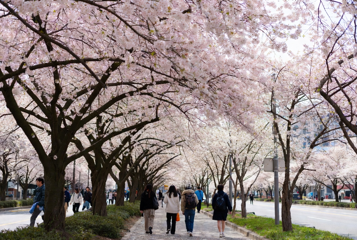 Visitors walk under cherry blossoms in spring Visitors walk under cherry blossoms in spring