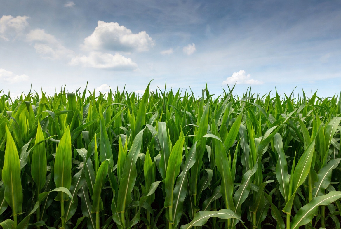 Corn field under blue sky Corn field under blue sky