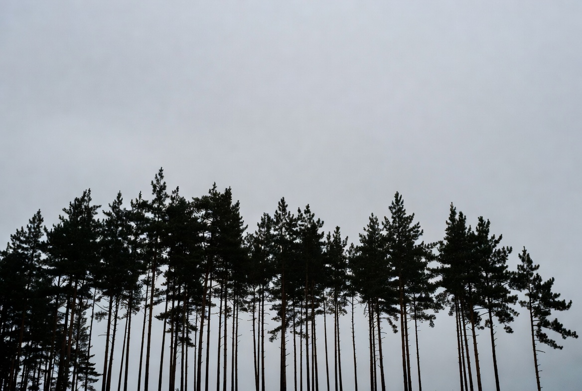 Tall trees under gray sky Tall trees under gray sky