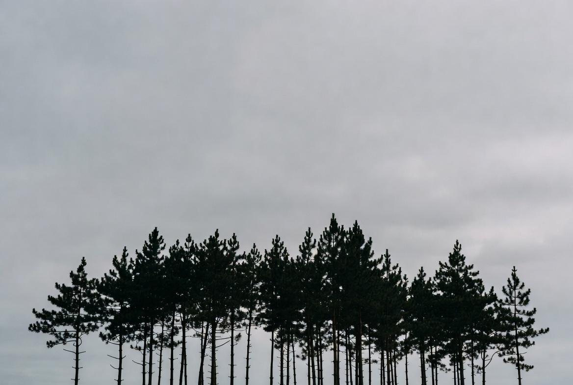 Trees against a cloudy sky in a forest Trees against a cloudy sky in a forest