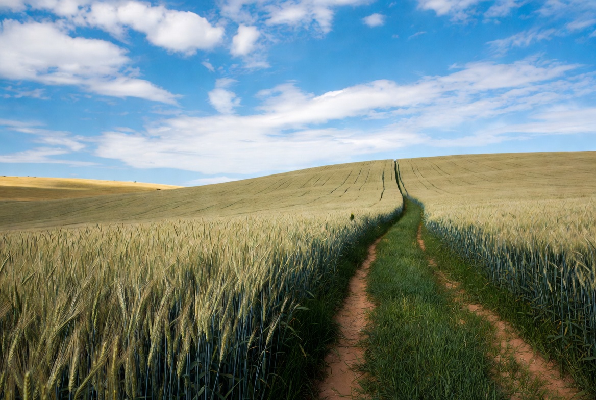 Wheat field with a dirt path in the countryside Wheat field with a dirt path in the countryside