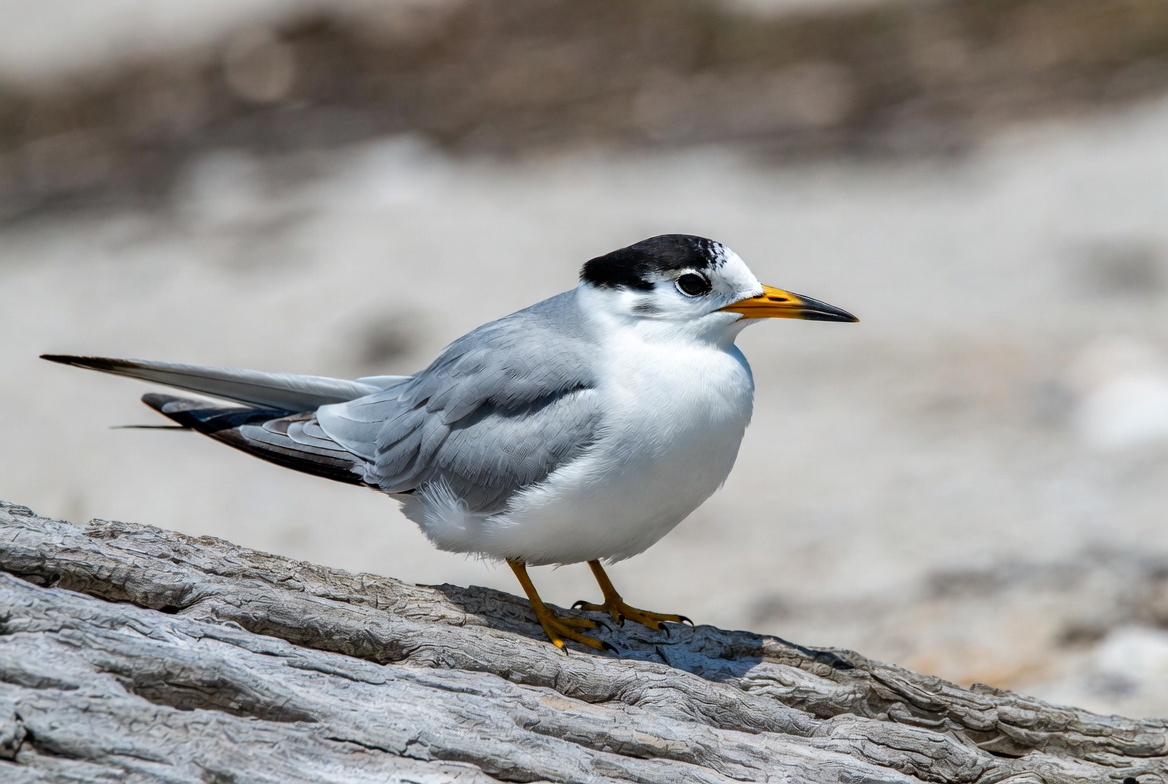 Bird standing on driftwood by the beach Bird standing on driftwood by the beach
