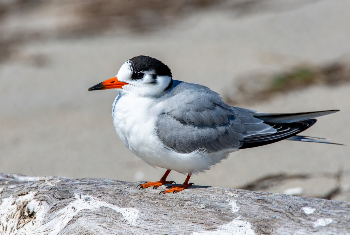 Bird resting on driftwood by beach Bird resting on driftwood by beach