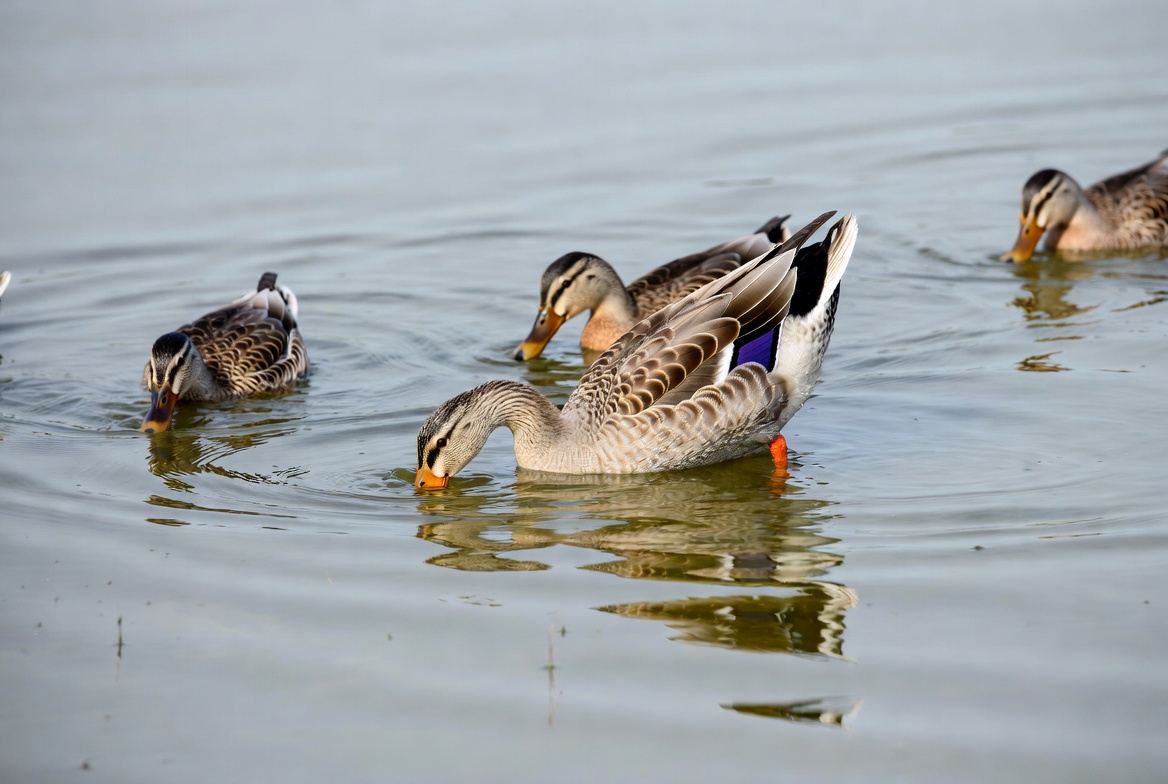 Ducks swimming in clear water Ducks swimming in clear water