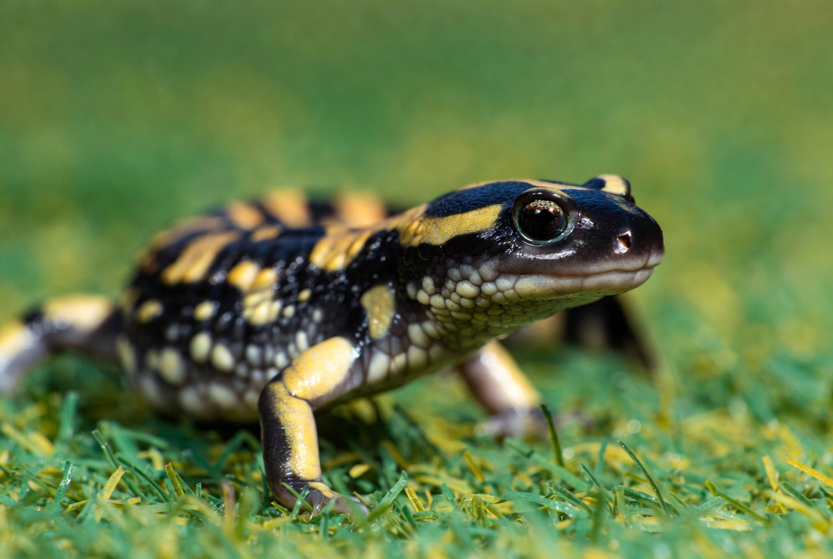 Salamander on grassy ground in sunlight Salamander on grassy ground in sunlight