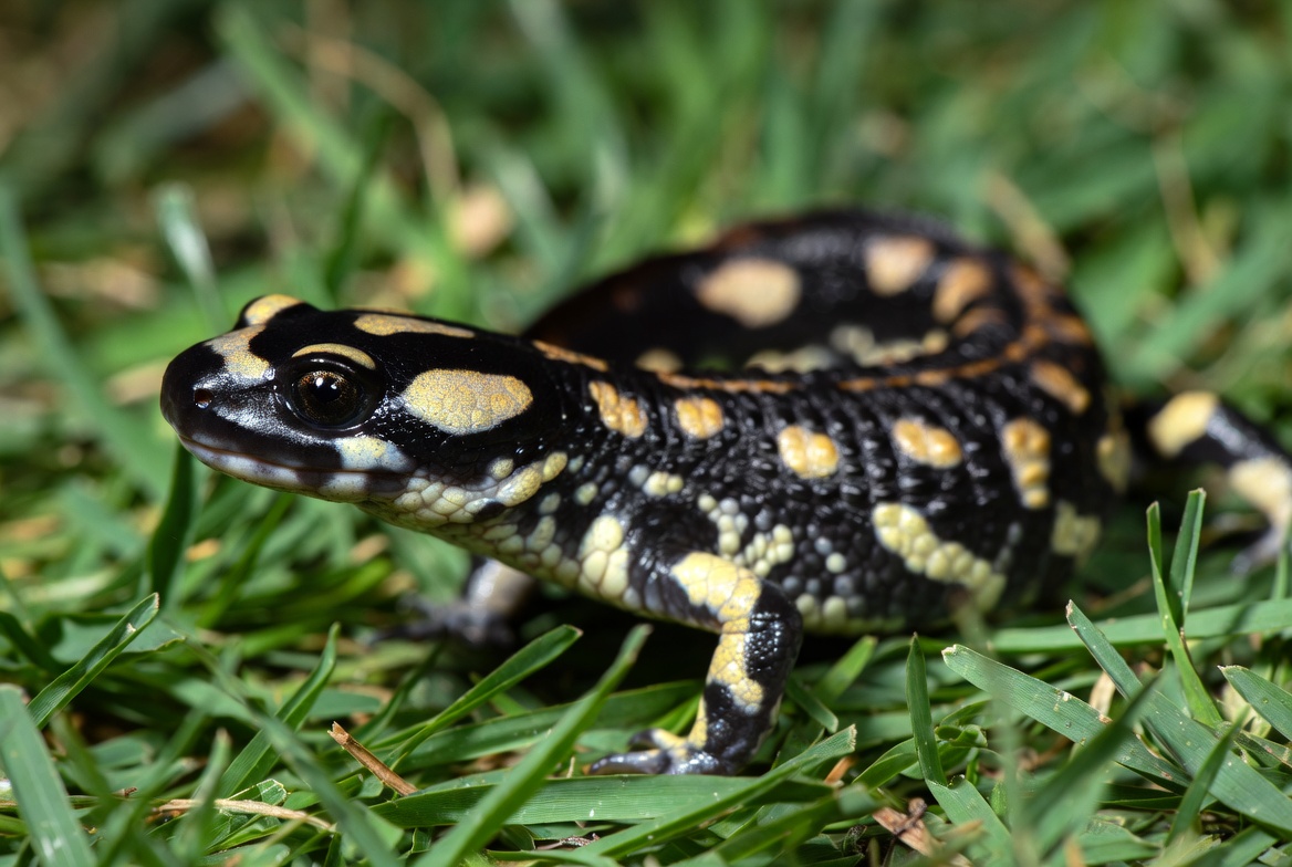 Lizard walking on green grass Lizard walking on green grass