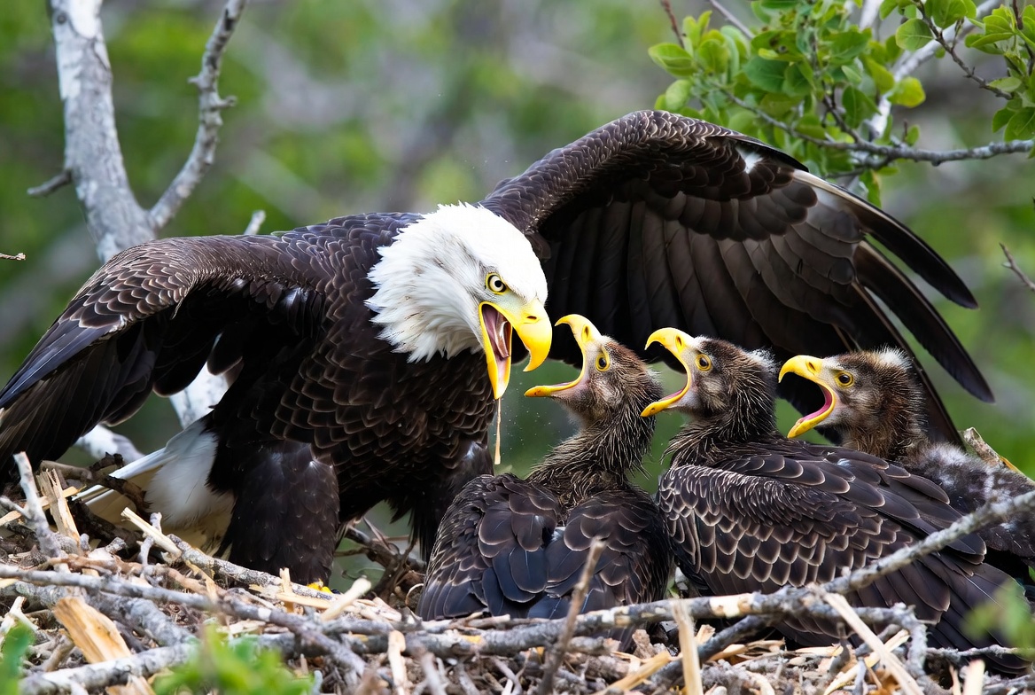 Eagle instructs its young in nest Eagle instructs its young in nest