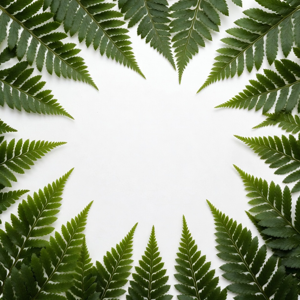 Ferns arranged on white background Ferns arranged on white background