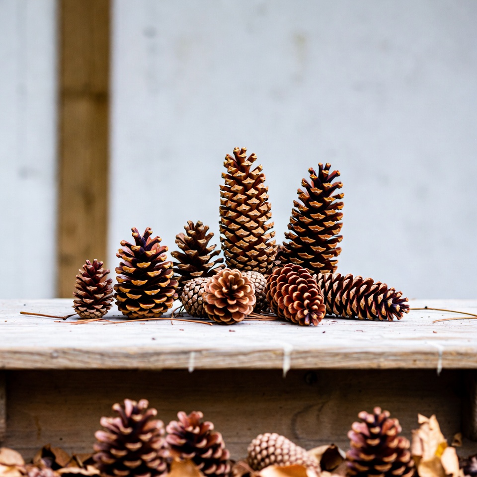 Pinecones arranged on wooden table Pinecones arranged on wooden table