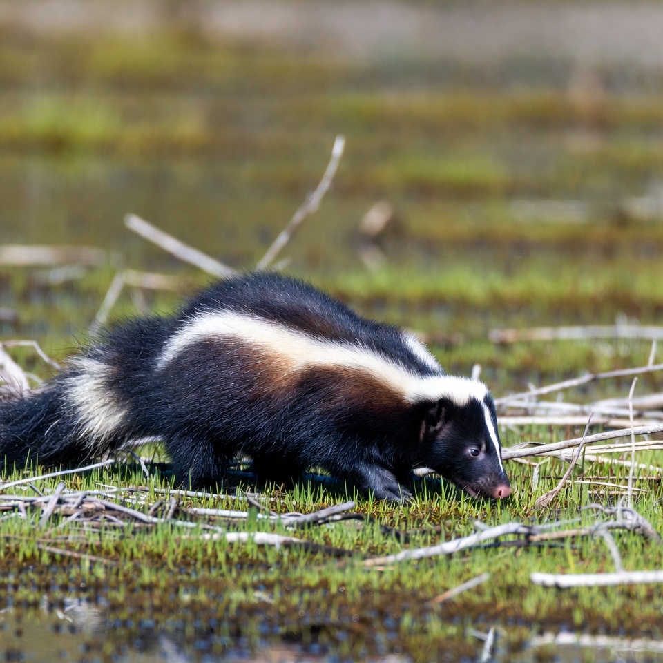 Stripped skunk on wetland ground Stripped skunk on wetland ground