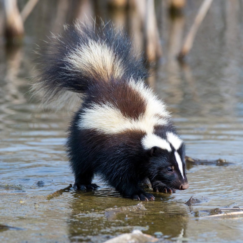 Skunk walks near water Skunk walks near water