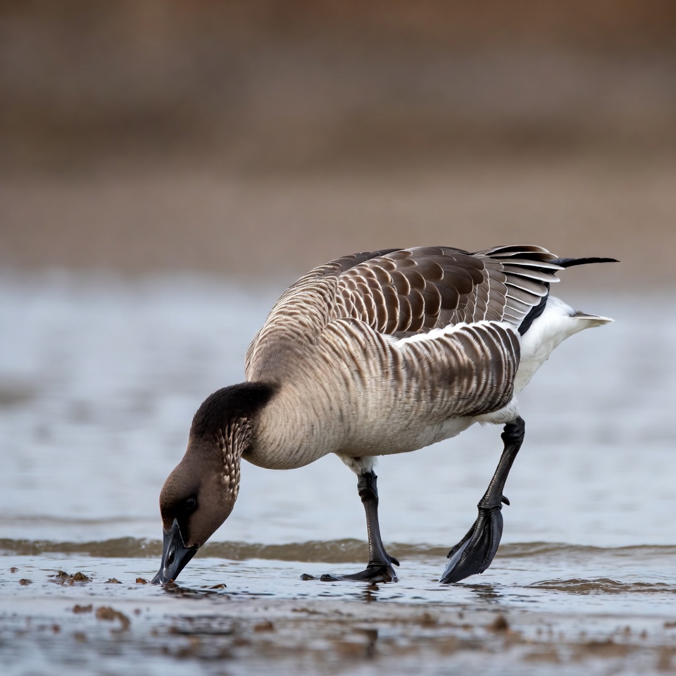 Goose foraging in shallow water Goose foraging in shallow water