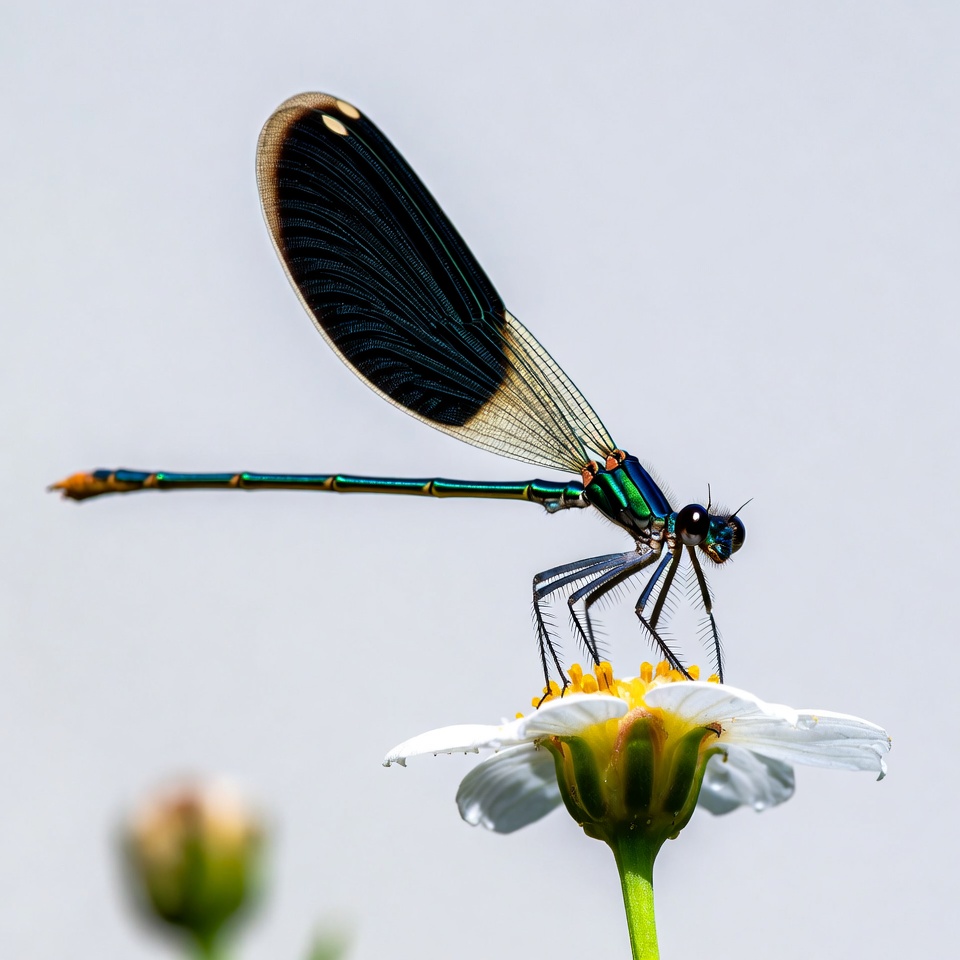 Dragonfly on white flower in sunlight Dragonfly on white flower in sunlight