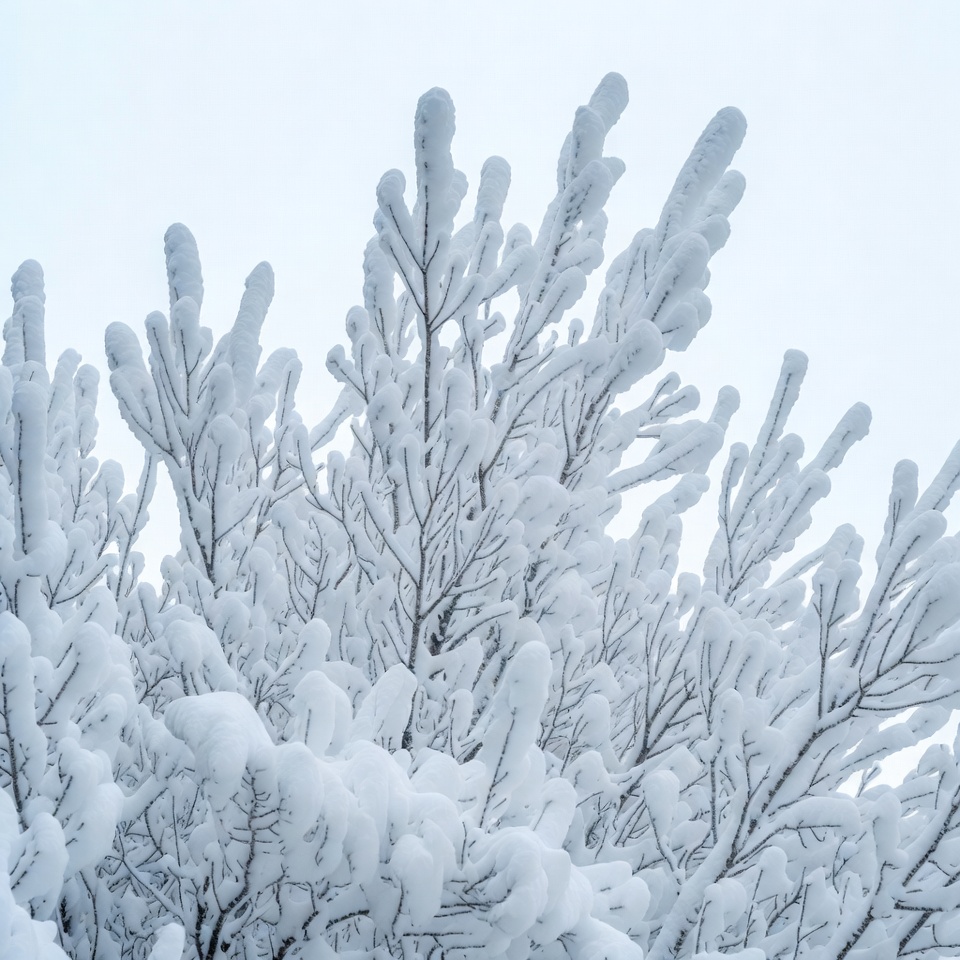 Snow-covered tree branches in winter Snow-covered tree branches in winter