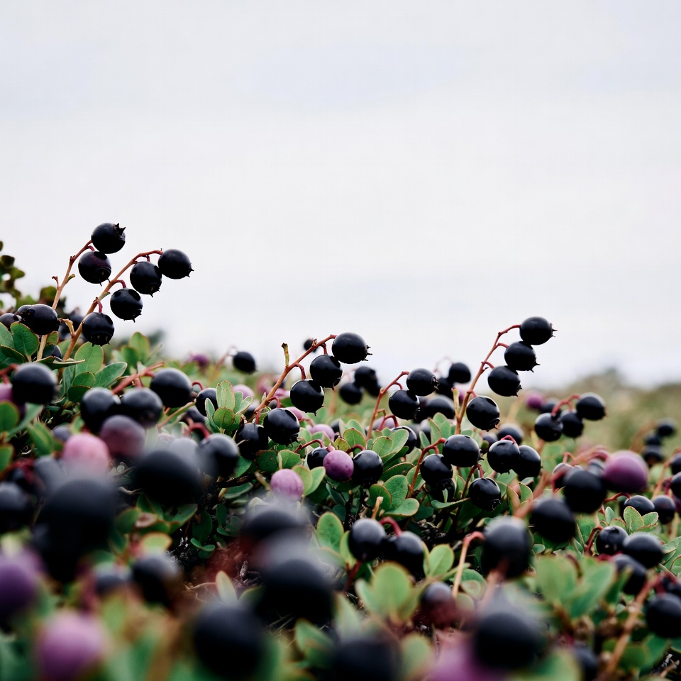 Berries growing in a field Berries growing in a field