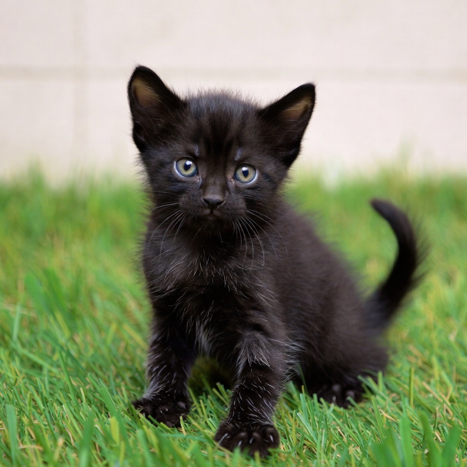 Small black kitten sitting in grass Small black kitten sitting in grass
