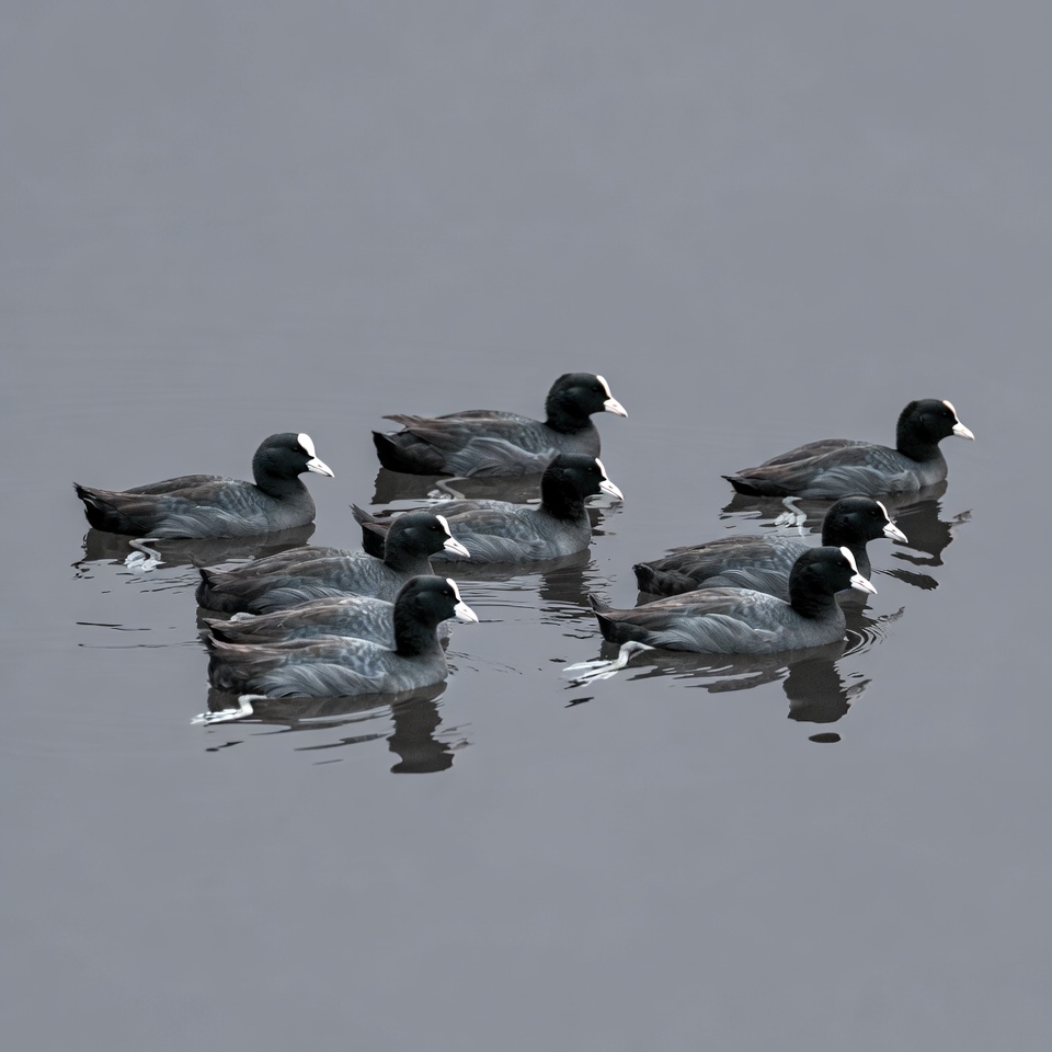 Ducks swimming in calm water Ducks swimming in calm water